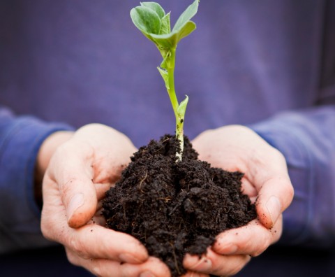 Beanstalk Held in Hands